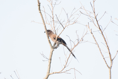 Dendrocitta formosae formosae