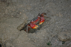 Neosarmatium meinerti