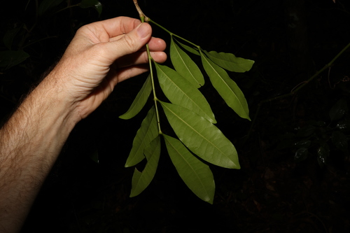 Image of Anthocarapa nitidula by (c) Greg Tasney, some rights reserved (CC BY-SA)