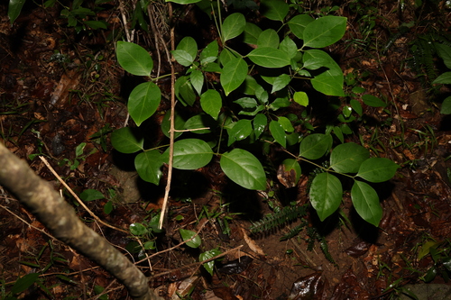 Image of Psydrax lamprophyllus by (c) Greg Tasney, some rights reserved (CC BY-SA)