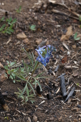 Corydalis turtschaninovii