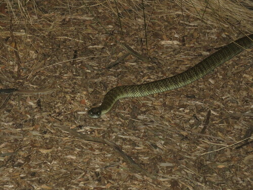 Tiger Snake sighting