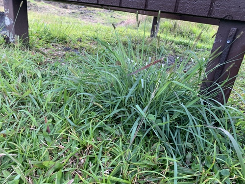 Setaria parviflora observed 2024-03-09