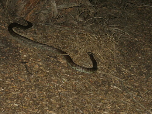 Tiger Snake sighting