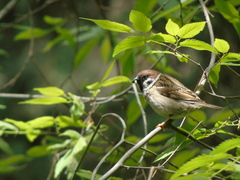 Passer montanus