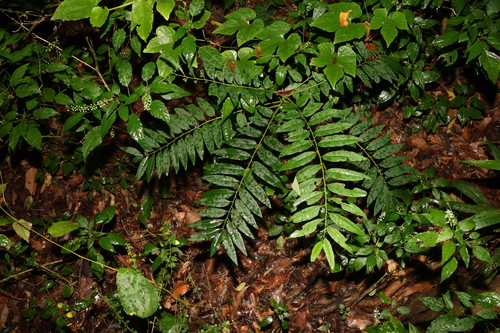Image of Ailanthus triphysa by (c) Greg Tasney, some rights reserved (CC BY-SA)