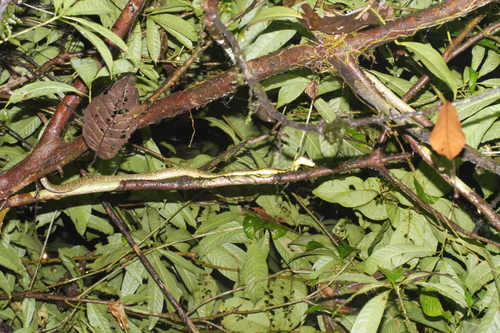 Shropshire's Puffing Snake