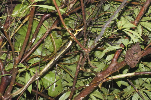 Shropshire's Puffing Snake