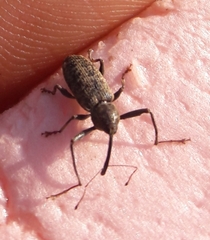 Dorytomus longimanus