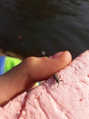 Dorytomus longimanus