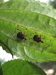 Agomadaranus pardaloides