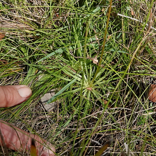 Image of Stylidium montanum by (c) Max Campbell, some rights reserved (CC BY)