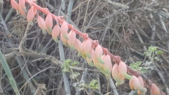 Gasteria brachyphylla