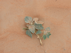 Chrozophora oblongifolia