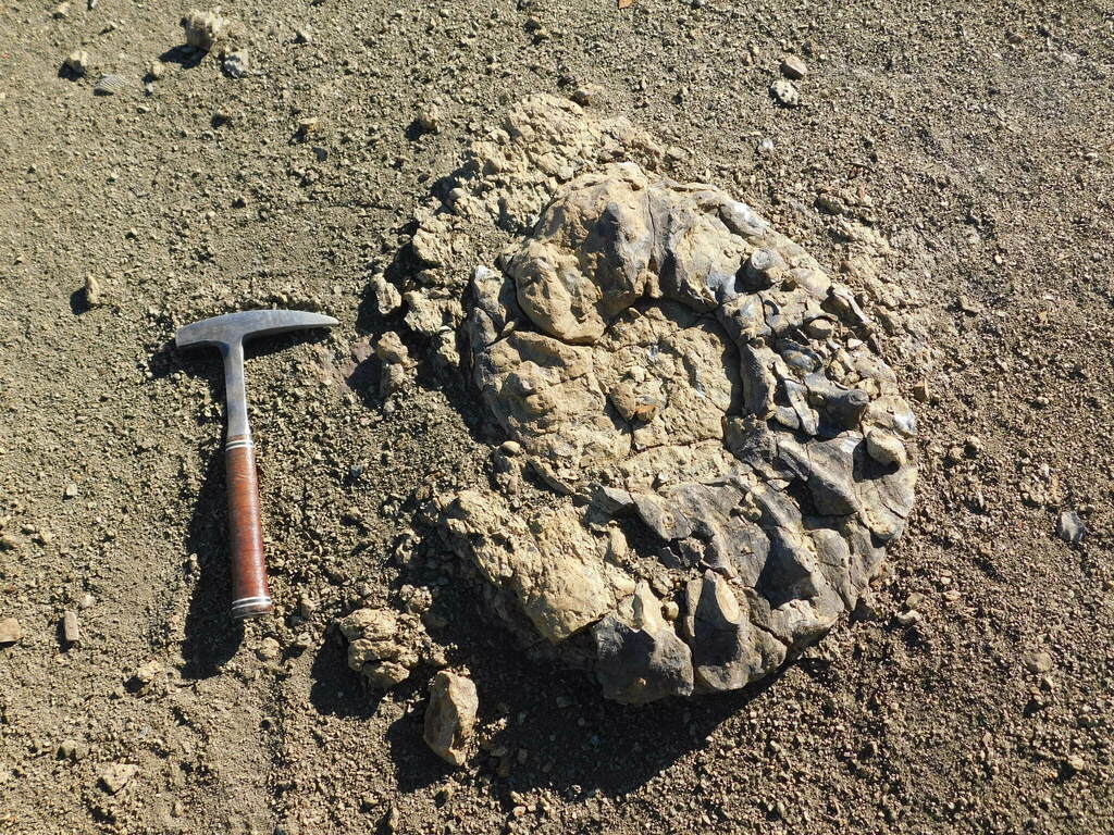 Ammonites