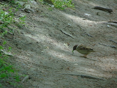 Passer montanus