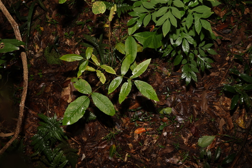 Image of Flindersia bennettii by (c) Greg Tasney, some rights reserved (CC BY-SA)