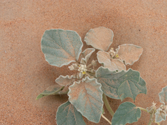 Chrozophora oblongifolia