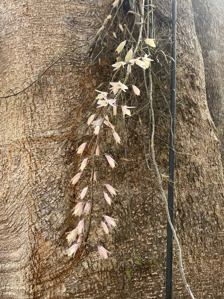 Foto de Olho-de-boneca