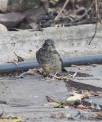 Turdus olivaceus olivaceus