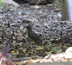 Turdus olivaceus olivaceus