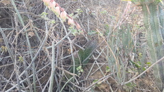 Gasteria brachyphylla