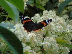 Vanessa atalanta