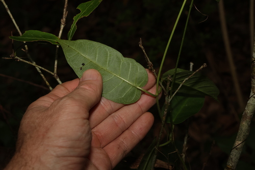 Image of Vincetoxicum polyanthum by (c) Greg Tasney, some rights reserved (CC BY-SA)