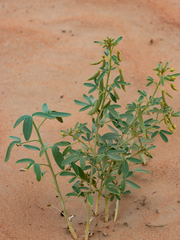 Cleome amblyocarpa