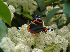 Vanessa atalanta