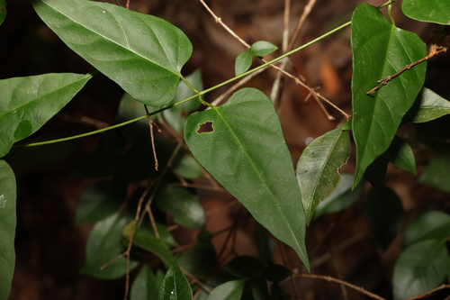Image of Leichhardtia longiloba by (c) Greg Tasney, some rights reserved (CC BY-SA)