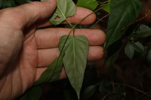 Image of Leichhardtia longiloba by (c) Greg Tasney, some rights reserved (CC BY-SA)
