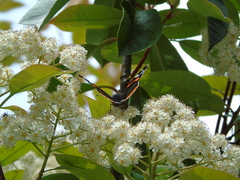 Vanessa atalanta