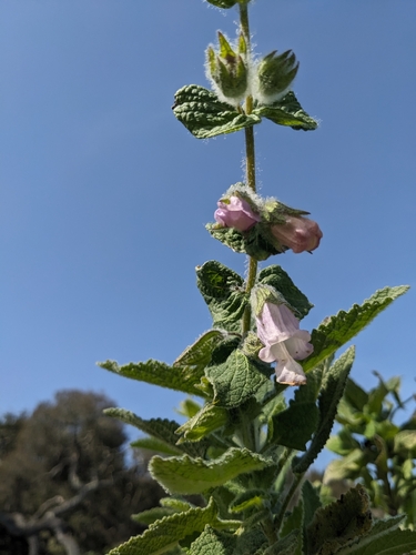 Image of Lepechinia fragrans by (c) Aaron Kreisberg, some rights reserved (CC BY)