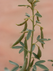 Cleome amblyocarpa