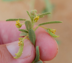 Cleome amblyocarpa