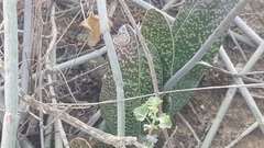 Gasteria brachyphylla