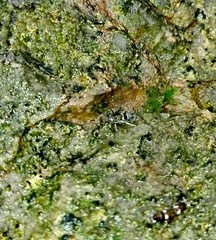 Orchesella bifasciata