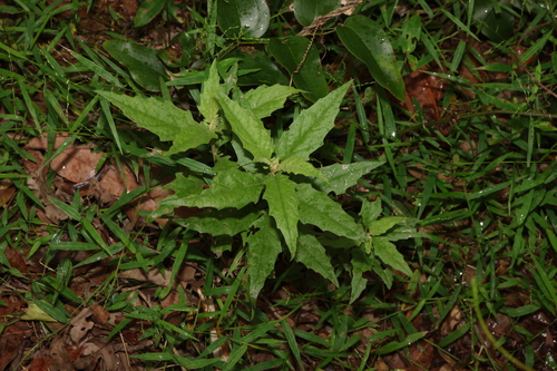Image of Olearia nernstii by (c) Greg Tasney, some rights reserved (CC BY-SA)