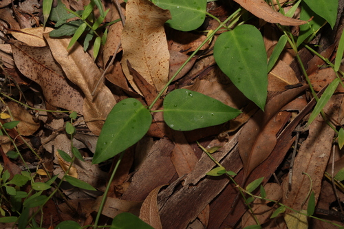 Image of Vincetoxicum ovatum by (c) Greg Tasney, some rights reserved (CC BY-SA)