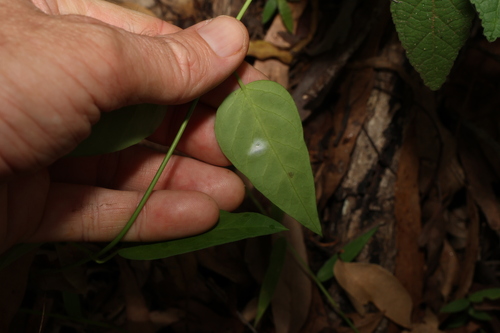 Image of Vincetoxicum ovatum by (c) Greg Tasney, some rights reserved (CC BY-SA)