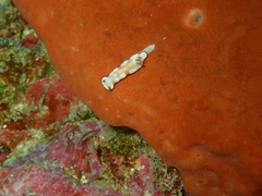 Hypselodoris pulchella