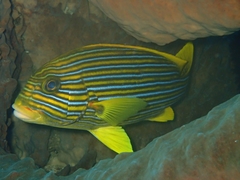 Plectorhinchus polytaenia