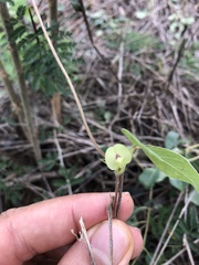 Macrotyloma axillare axillare