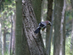 Garrulus glandarius