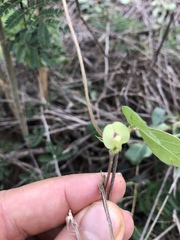 Macrotyloma axillare axillare