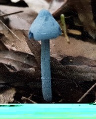 Entoloma virescens