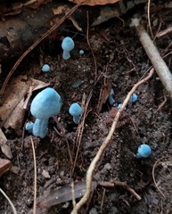 Entoloma virescens