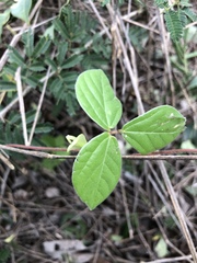 Macrotyloma axillare axillare