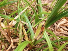 Dendropsophus rubicundulus
